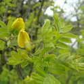 Caragana arborescens jeunes feuilles P9 P28